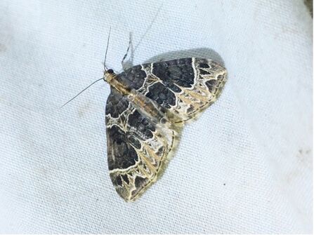 The marvel of moths at Newdigate | Surrey Wildlife Trust